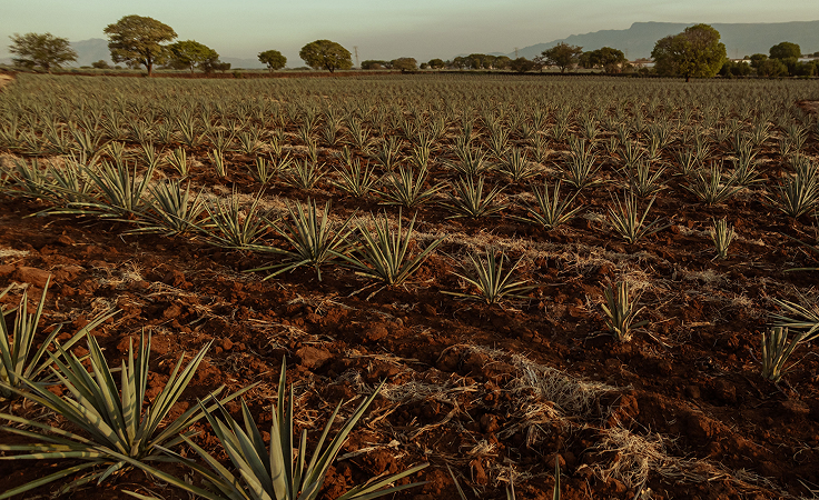 A wide-angle view of a sprawling agave field under soft daylight. Rows of blue agave plants stretch into the distance, evenly spaced in the rich reddish-brown soil. In the background, scattered trees and a mountainous horizon frame the scene, creating a natural and tranquil setting. This landscape showcases the origin of traditional tequila production.