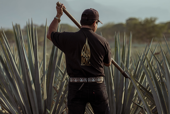 A man harvesting blue agave plants in a field, seen from behind. He wears a black cap and a black shirt featuring the golden KAADOS Organic Tequila logo. With a traditional coa (harvesting tool), he prepares to cut the sharp leaves. The agave plants surround him in neat rows under soft natural light, emphasizing the artisanal and hands-on approach to tequila production.