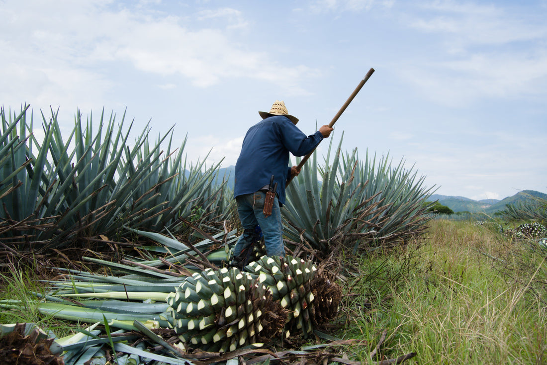The Heart of Tequila – Discover the Journey from Blue Agave to Bottle