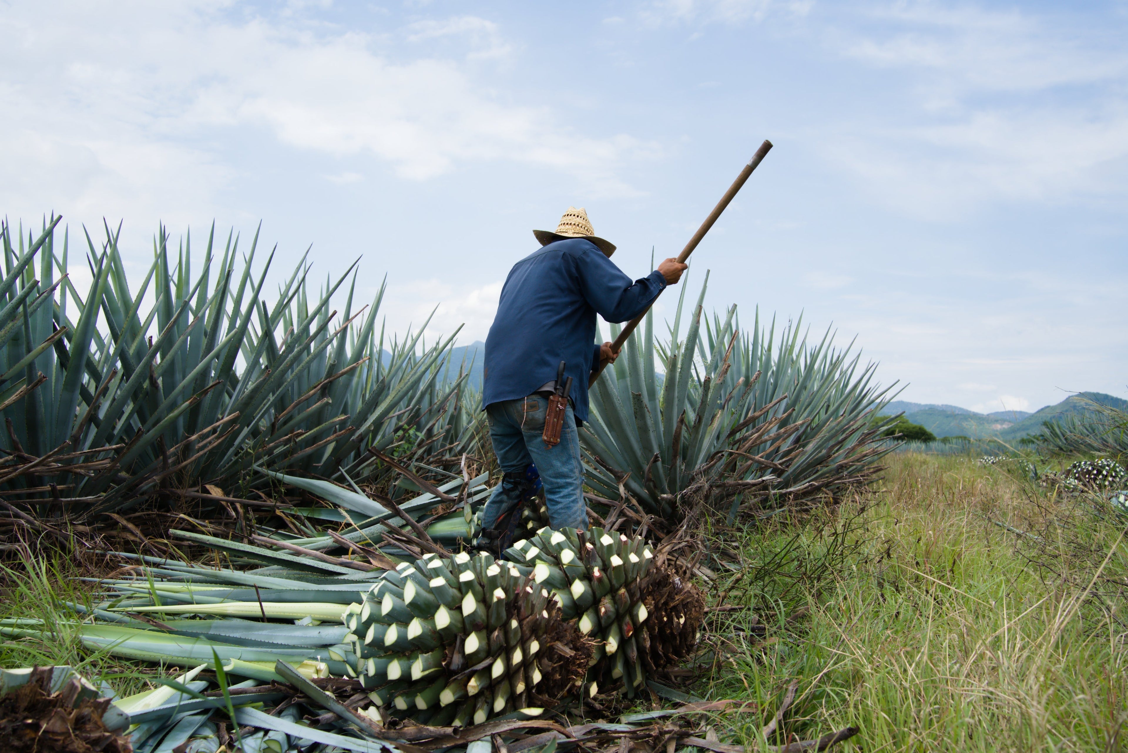 The Heart of Tequila – Discover the Journey from Blue Agave to Bottle