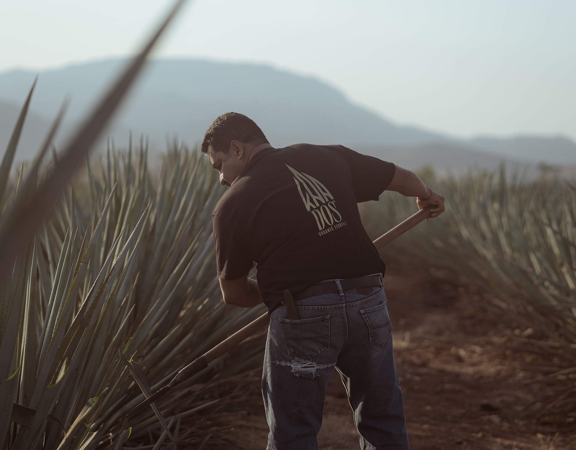 A field worker stands with his back to the camera, captured mid-swing as he uses a coa (traditional harvesting tool) to cut agave leaves. He wears a black “KNA DOS” t-shirt and ripped jeans, surrounded by rows of tall blue agave plants. The early morning sun casts a warm light across the scene, with distant mountains softly silhouetted in the background.