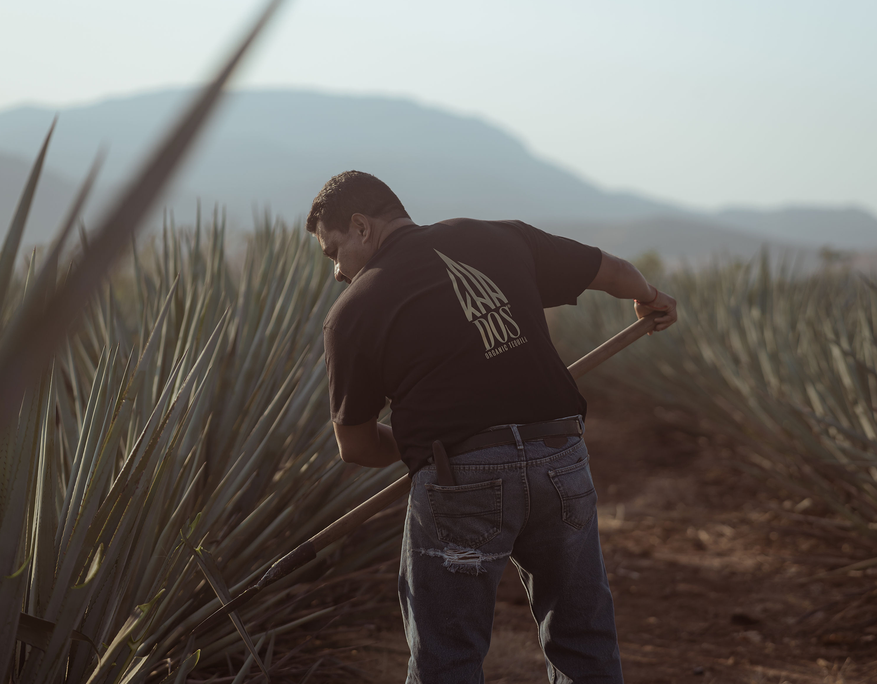 A field worker stands with his back to the camera, captured mid-swing as he uses a coa (traditional harvesting tool) to cut agave leaves. He wears a black “KNA DOS” t-shirt and ripped jeans, surrounded by rows of tall blue agave plants. The early morning sun casts a warm light across the scene, with distant mountains softly silhouetted in the background.