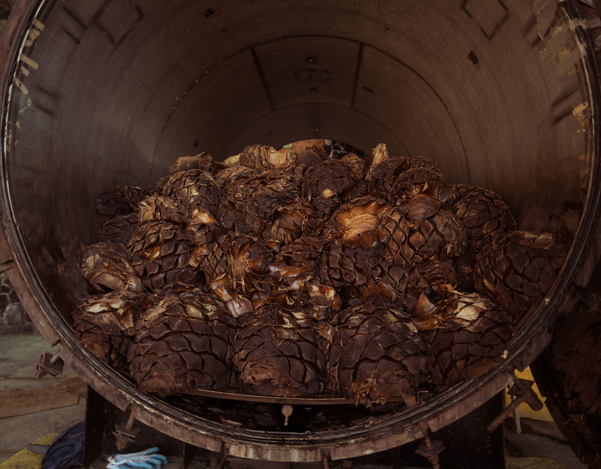 Interior view of a large, cylindrical industrial oven filled with roasted agave hearts. The agave piñas are dark brown, caramelized, and stacked densely inside the chamber, ready for further processing. The rough surface and charred texture of the agave indicate they have undergone extensive slow roasting, a crucial step in traditional tequila production.