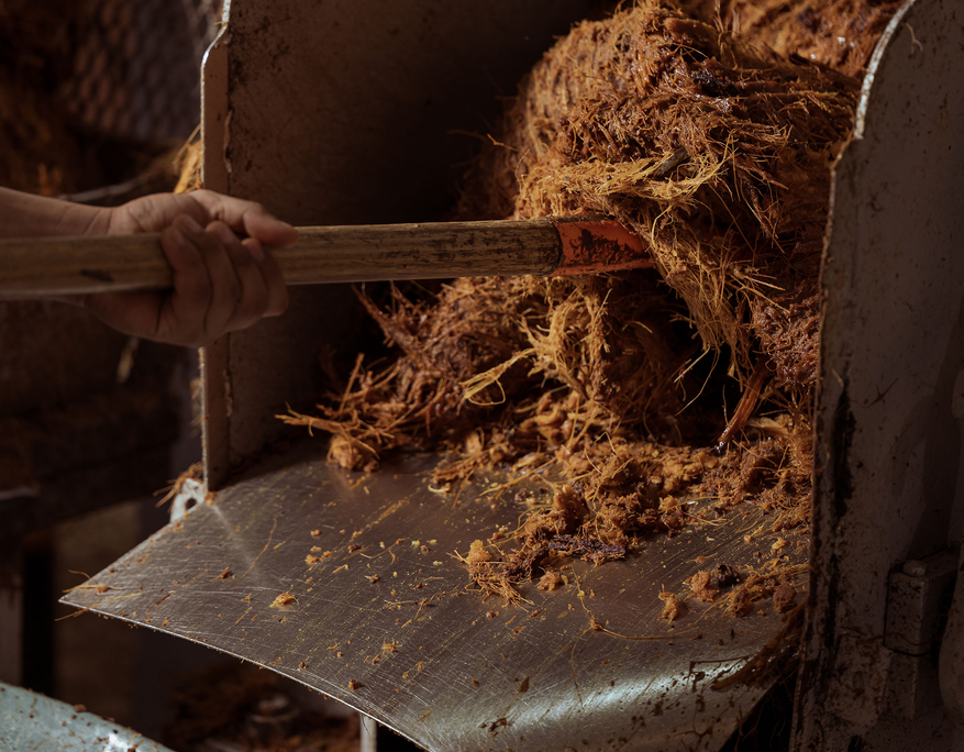 Nahaufnahme einer Hand mit Holzstiel, die faserige Agavereste auf einem Förderband oder in eine Maschine schiebt. Die zerfaserten Pflanzenteile sind orange-braun und wirken feucht. Die Umgebung ist industriell, die Oberfläche aus Metall zeigt Gebrauchsspuren. Die Szene dokumentiert einen Arbeitsschritt in der Verarbeitung von Agave zur Tequilaproduktion.